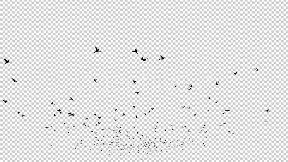 Birds Silhouette Videohive 20474367 Motion Graphics Image 8