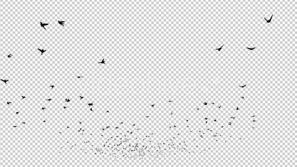 Birds Silhouette Videohive 20474367 Motion Graphics Image 9