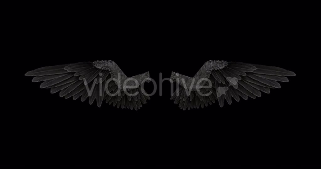 Black Angel Wings With An Alpha Channel Videohive 18603478 Motion Graphics Image 3