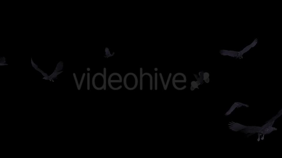 Black Birds Angry Flock Flying Around III Videohive 20776584 Motion Graphics Image 1