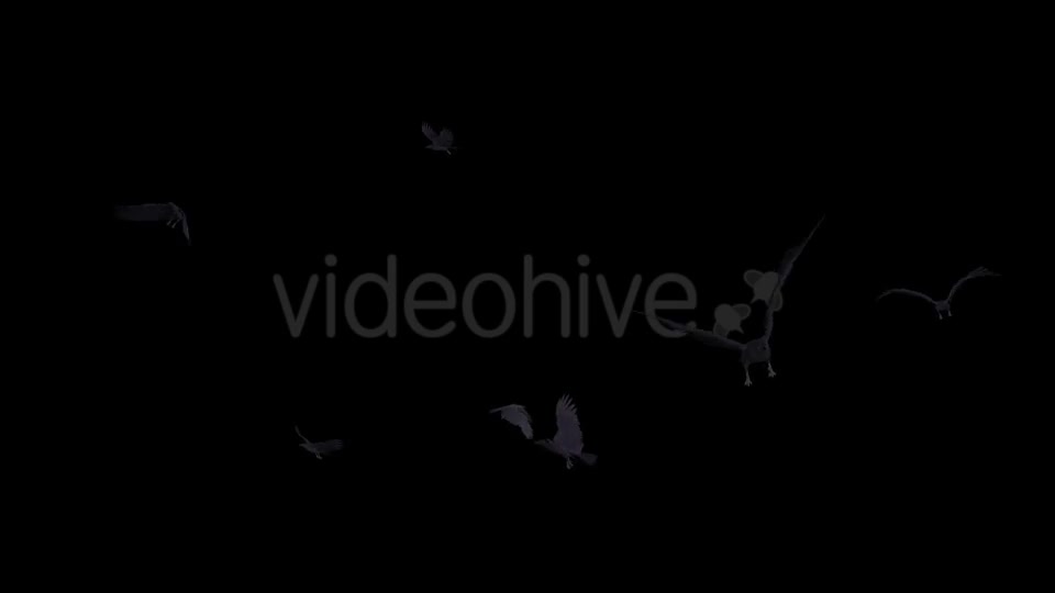 Black Birds Angry Flock Flying Around III Videohive 20776584 Motion Graphics Image 2