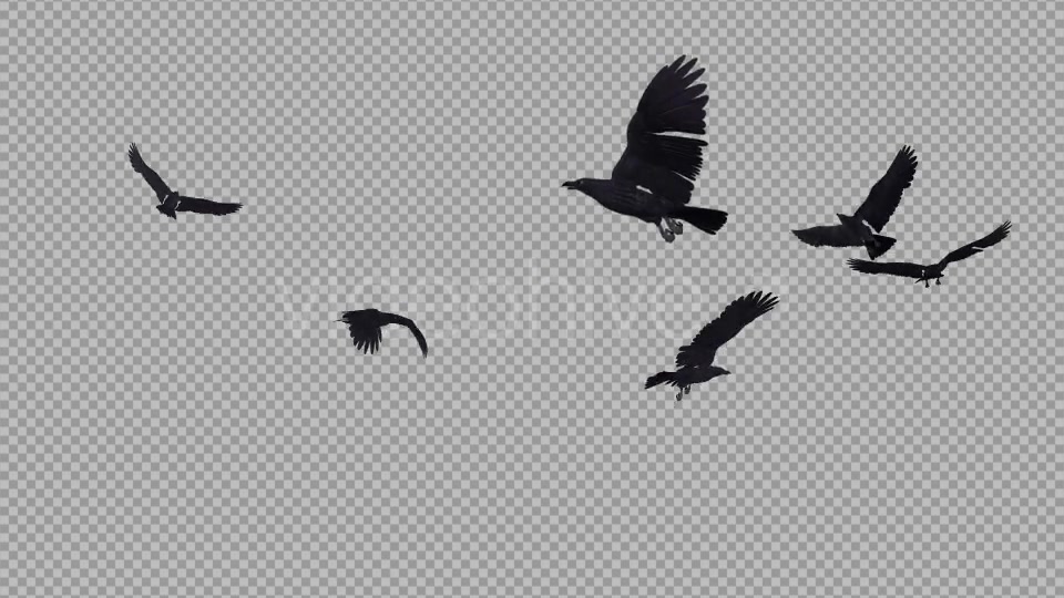 Black Birds Angry Flock Flying Around III Videohive 20776584 Motion Graphics Image 3