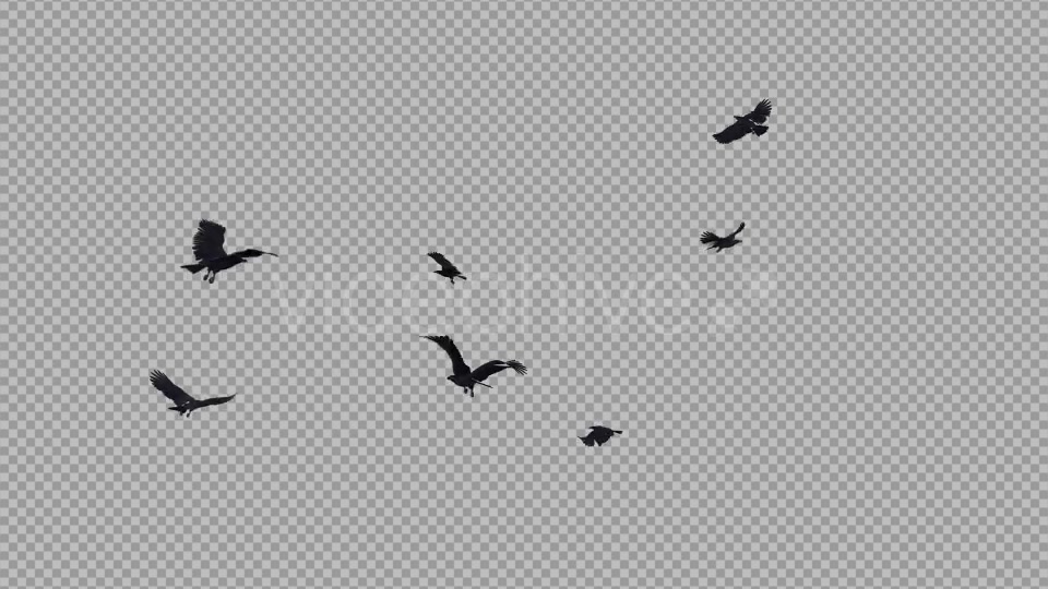 Black Birds Angry Flock Flying Around III Videohive 20776584 Motion Graphics Image 4