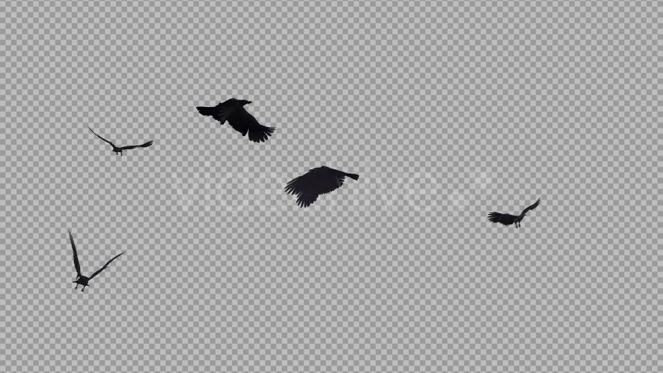 Black Birds Angry Flock Flying Around III Videohive 20776584 Motion Graphics Image 5