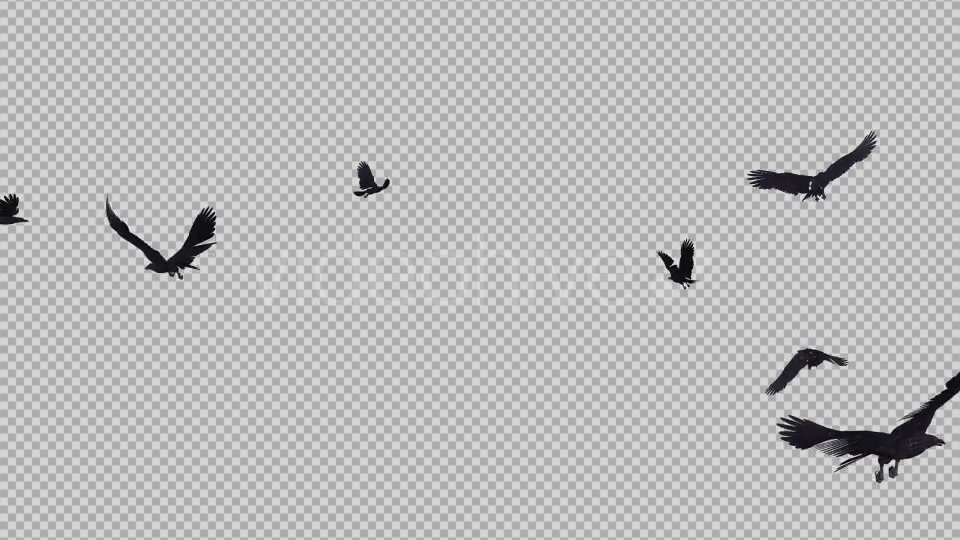 Black Birds Angry Flock Flying Around III Videohive 20776584 Motion Graphics Image 6