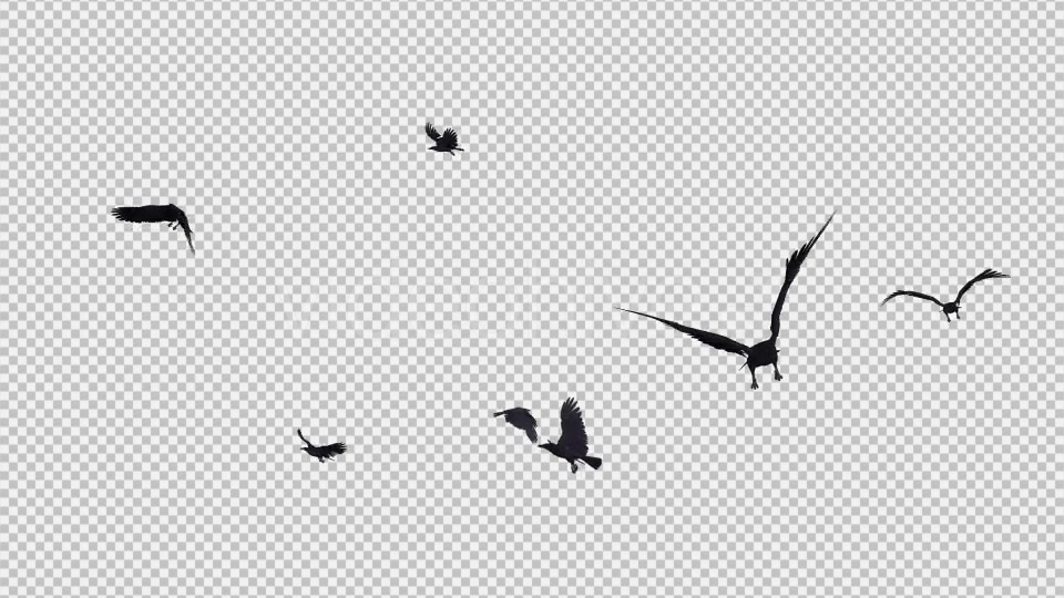 Black Birds Angry Flock Flying Around III Videohive 20776584 Motion Graphics Image 7