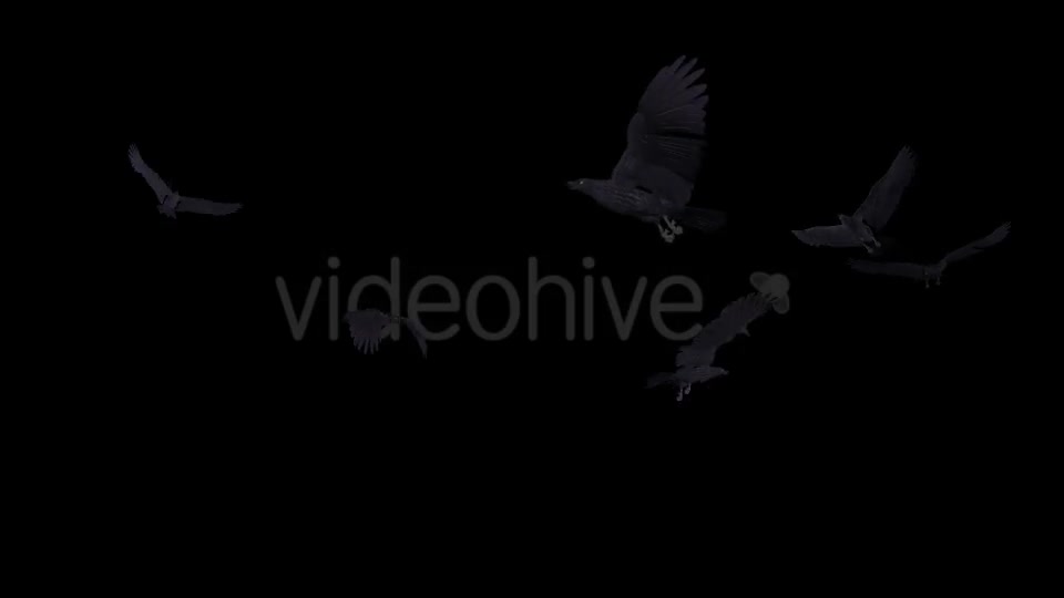 Black Birds Angry Flock Flying Around III Videohive 20776584 Motion Graphics Image 8