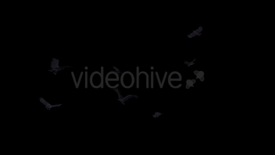 Black Birds Angry Flock Flying Around III Videohive 20776584 Motion Graphics Image 9