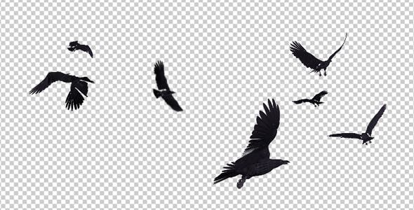 Black Birds Angry Flock Flying Around III 4K - 20776594 Videohive Download