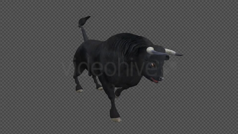 Black Bull Attack Run Pack of 3 Videohive 15250153 Motion Graphics Image 2
