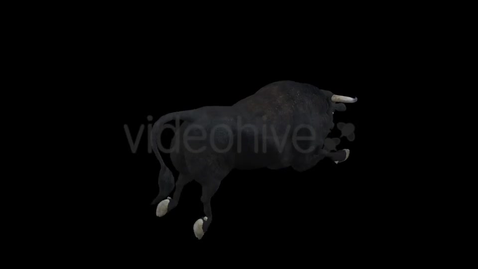 Black Bull Attack Run Pack of 3 Videohive 15250153 Motion Graphics Image 5