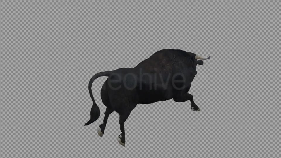 Black Bull Attack Run Pack of 3 Videohive 15250153 Motion Graphics Image 6