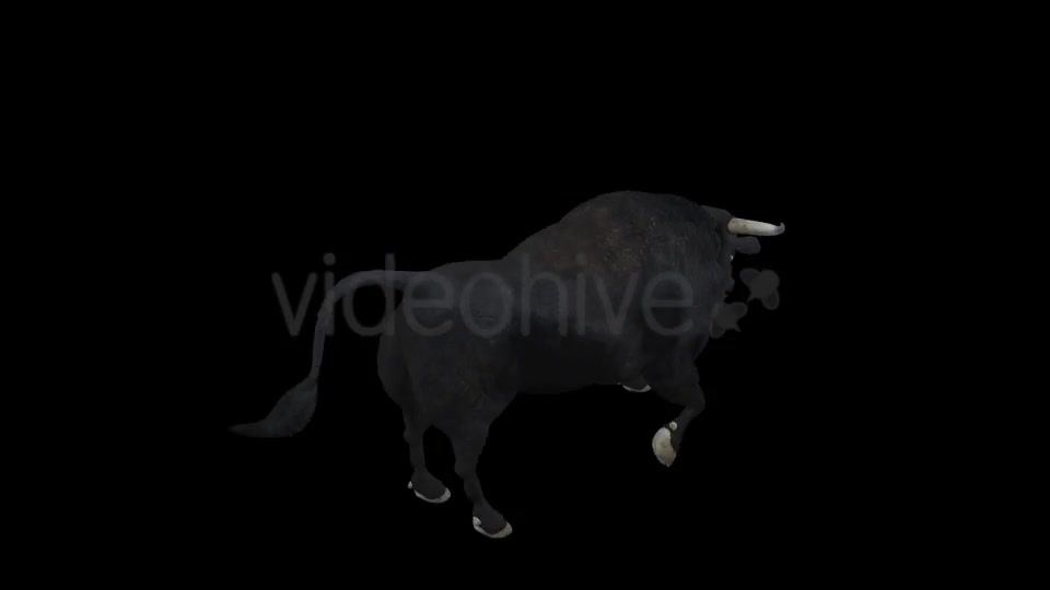 Black Bull Attack Run Pack of 3 Videohive 15250153 Motion Graphics Image 7