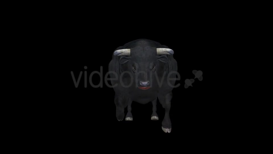 Black Bull Attack Run Pack of 3 Videohive 15250153 Motion Graphics Image 8