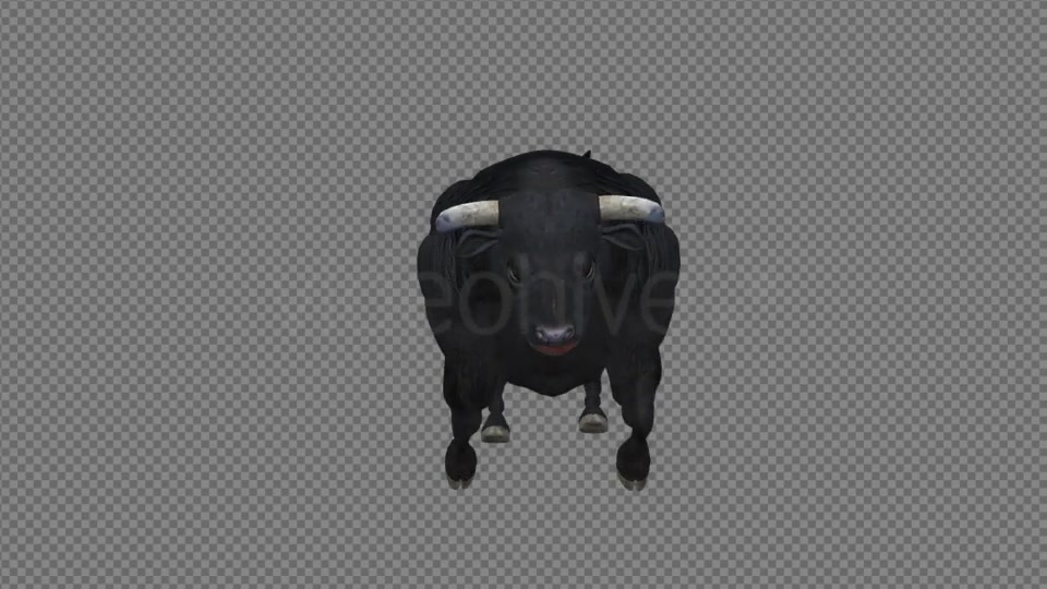 Black Bull Attack Run Pack of 3 Videohive 15250153 Motion Graphics Image 9