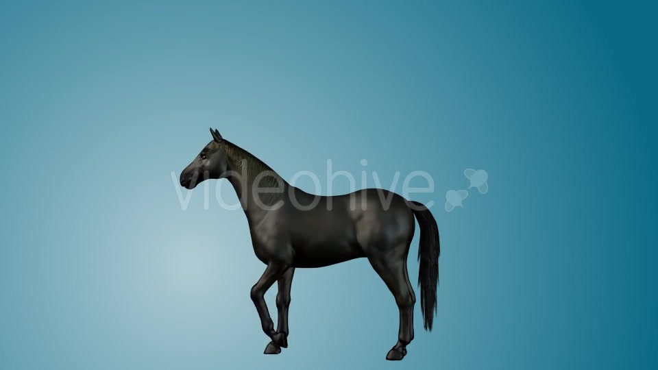 Black Horse Rearing 01 Videohive 19255739 Motion Graphics Image 4