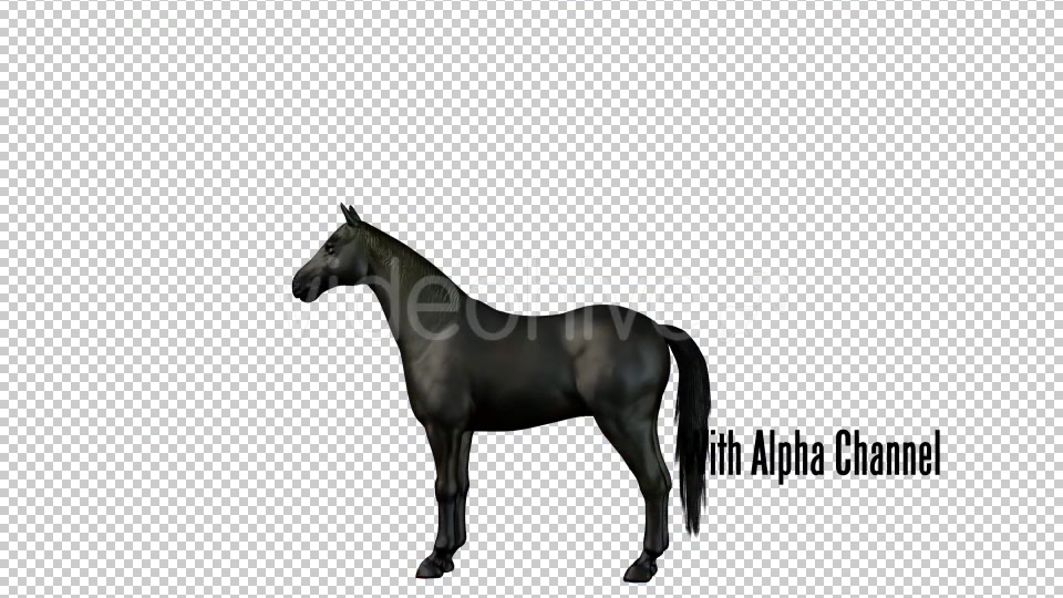 Black Horse Rearing 01 Videohive 19255739 Motion Graphics Image 5