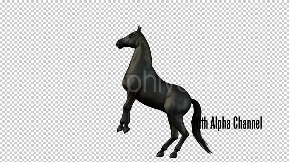 Black Horse Rearing 01 Videohive 19255739 Motion Graphics Image 6