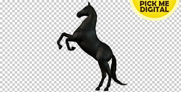 Black Horse Rearing 01 - 19255739 Download Videohive