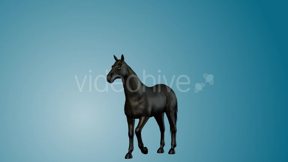 Black Horse Rearing 02 Videohive 19255754 Motion Graphics Image 4
