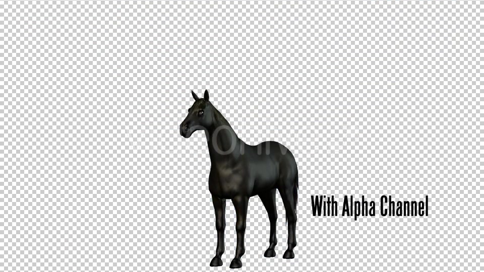 Black Horse Rearing 02 Videohive 19255754 Motion Graphics Image 5