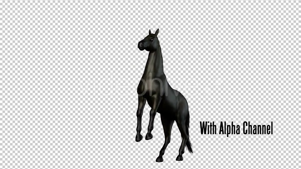Black Horse Rearing 02 Videohive 19255754 Motion Graphics Image 6