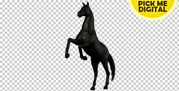 Black Horse Rearing 02 - 19255754 Download Videohive