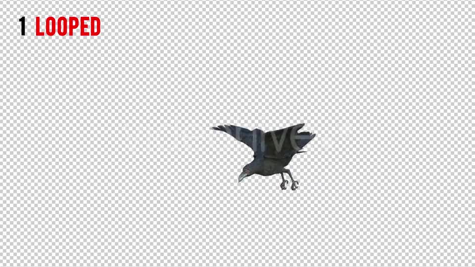 Black Raven 1 Realistic Pack 3 Videohive 20922449 Motion Graphics Image 1