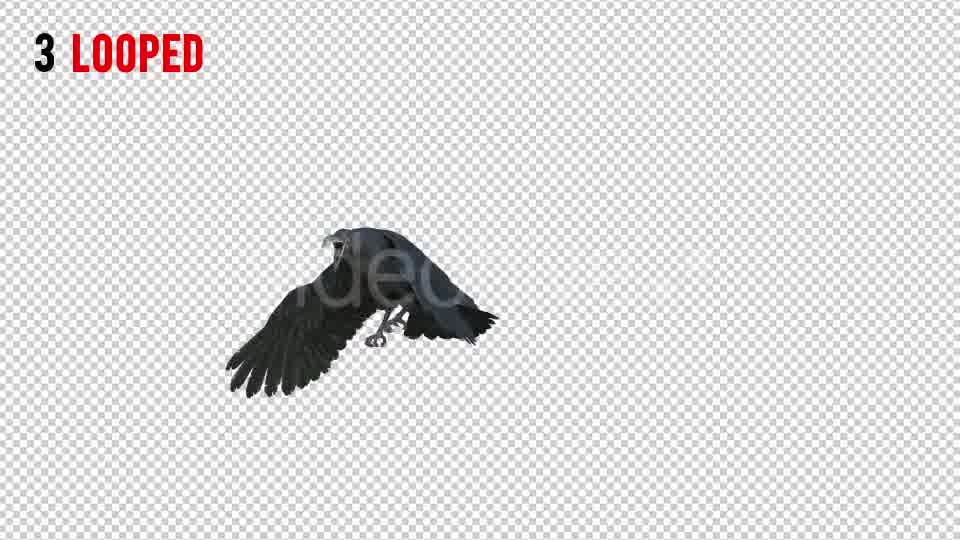 Black Raven 1 Realistic Pack 3 Videohive 20922449 Motion Graphics Image 10