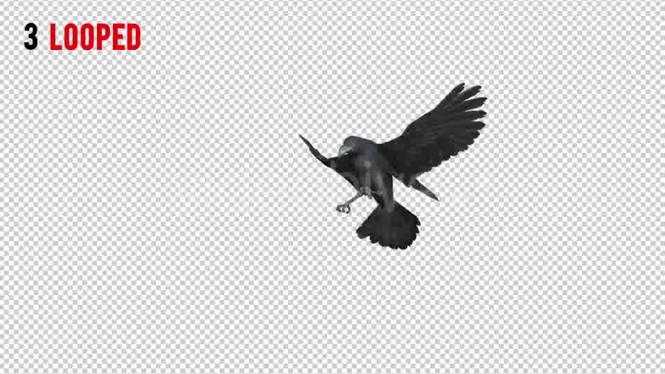 Black Raven 1 Realistic Pack 3 Videohive 20922449 Motion Graphics Image 11
