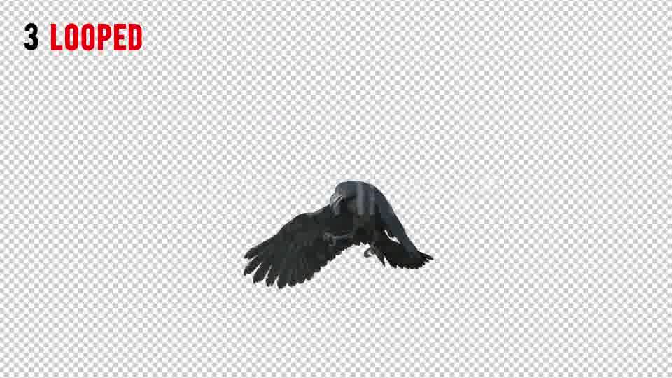 Black Raven 1 Realistic Pack 3 Videohive 20922449 Motion Graphics Image 12