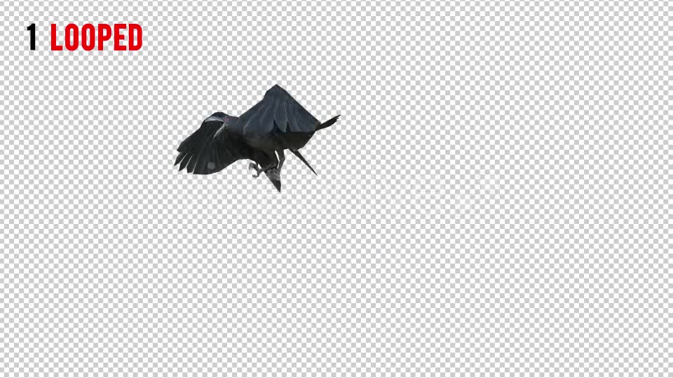 Black Raven 1 Realistic Pack 3 Videohive 20922449 Motion Graphics Image 2