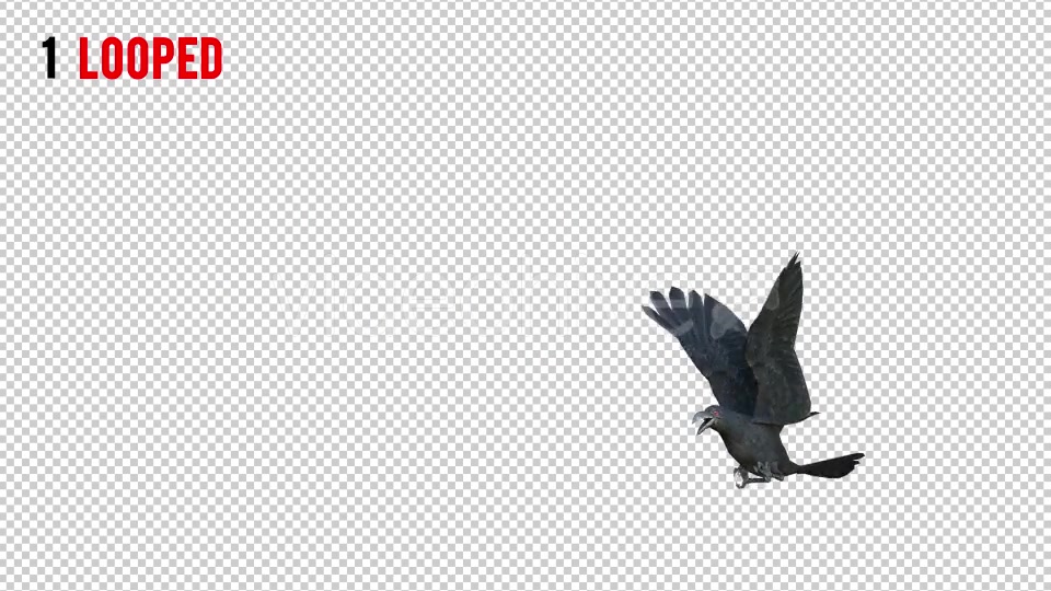 Black Raven 1 Realistic Pack 3 Videohive 20922449 Motion Graphics Image 4