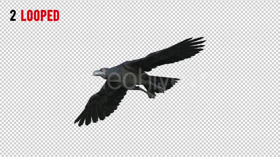 Black Raven 1 Realistic Pack 3 Videohive 20922449 Motion Graphics Image 5