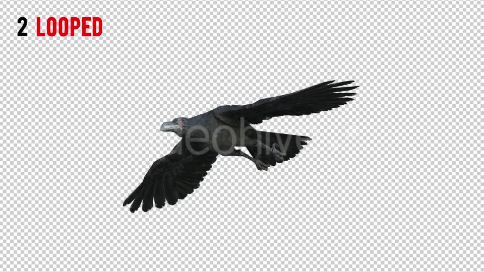 Black Raven 1 Realistic Pack 3 Videohive 20922449 Motion Graphics Image 6