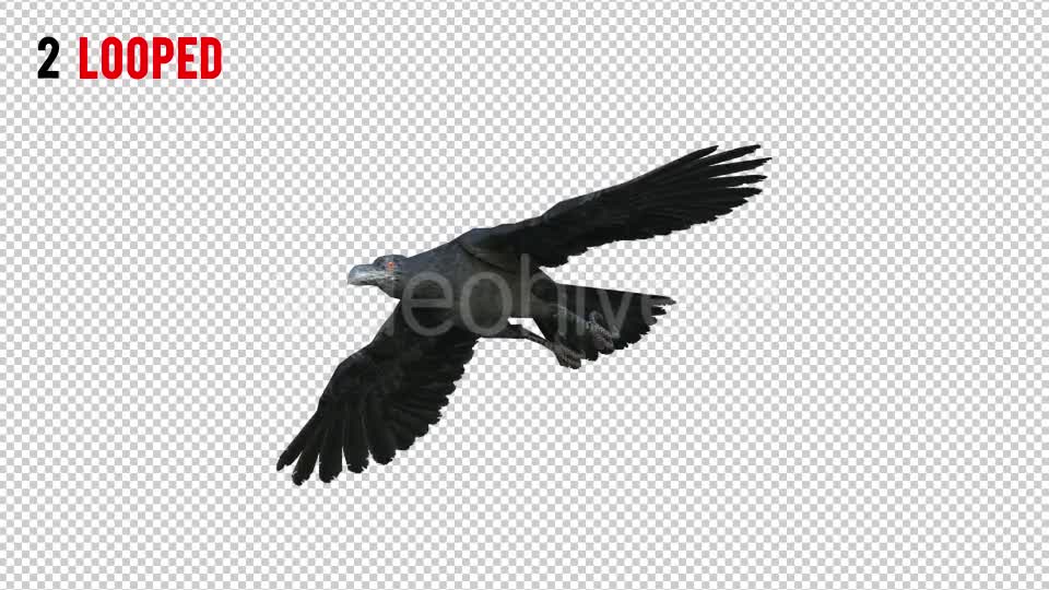 Black Raven 1 Realistic Pack 3 Videohive 20922449 Motion Graphics Image 7