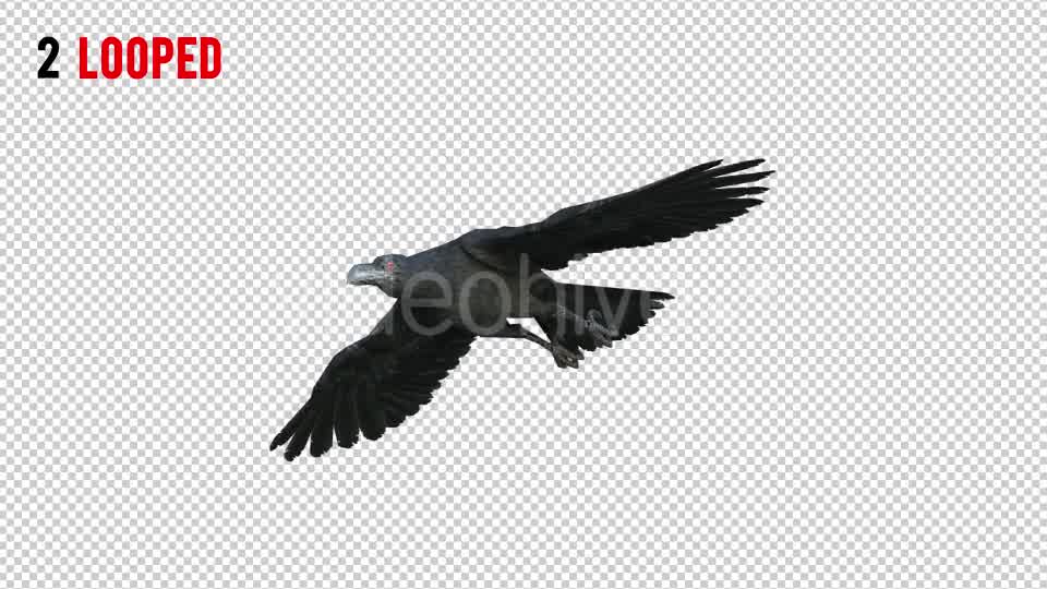 Black Raven 1 Realistic Pack 3 Videohive 20922449 Motion Graphics Image 8