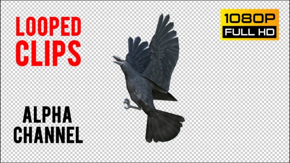 Black Raven 1 Realistic Pack 3 - Videohive 20922449 Download