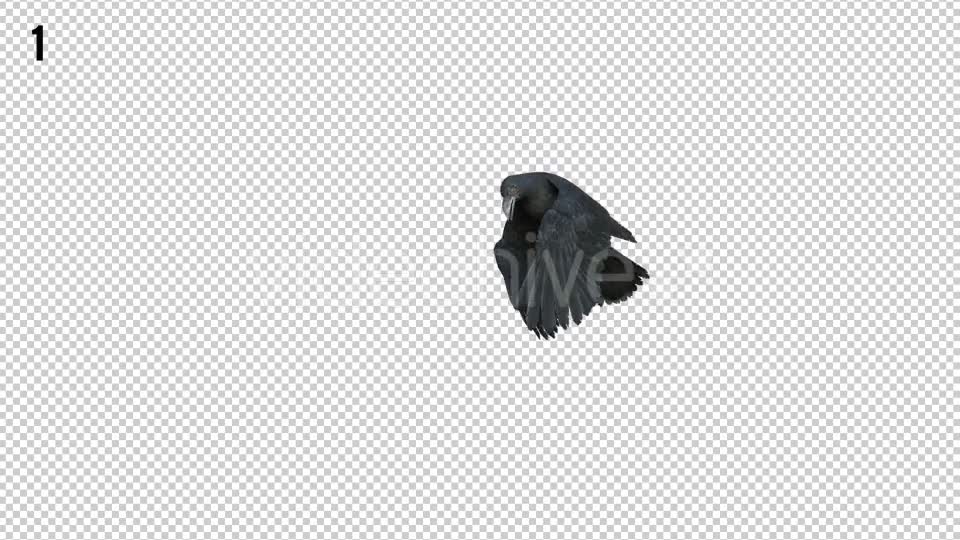 Black Raven 2 Realistic Pack 4 Videohive 20922541 Motion Graphics Image 1