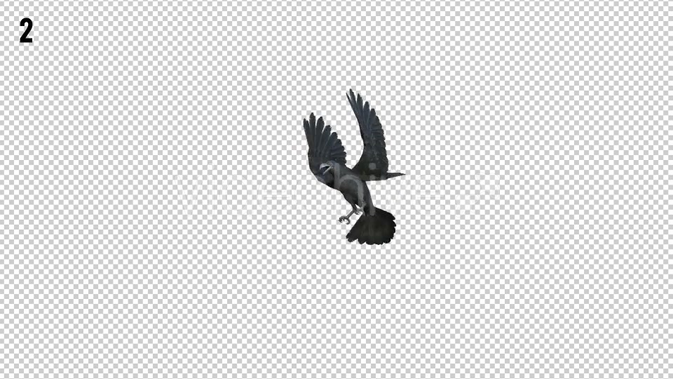 Black Raven 2 Realistic Pack 4 Videohive 20922541 Motion Graphics Image 3
