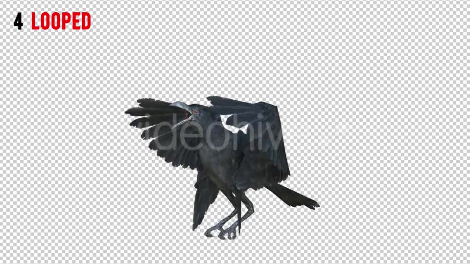 Black Raven 2 Realistic Pack 4 Videohive 20922541 Motion Graphics Image 5