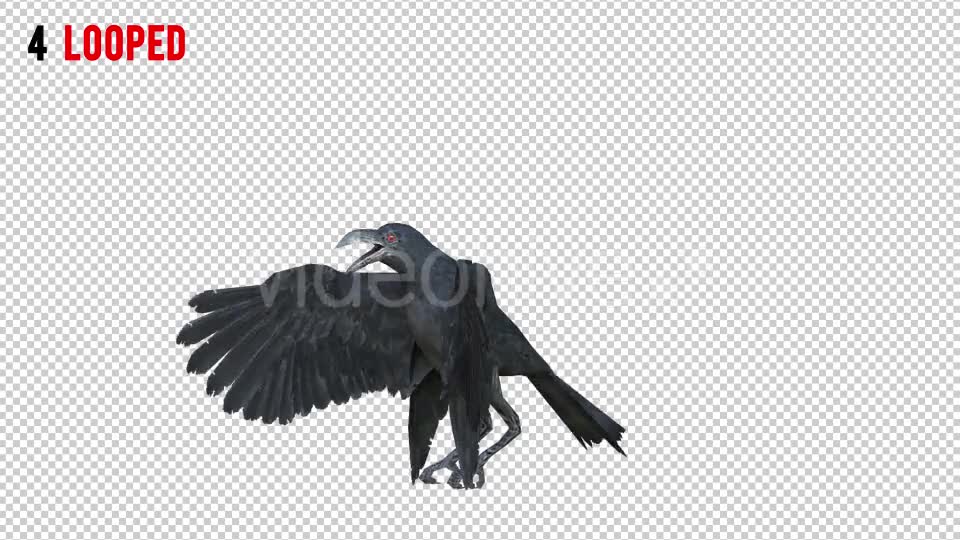 Black Raven 2 Realistic Pack 4 Videohive 20922541 Motion Graphics Image 6