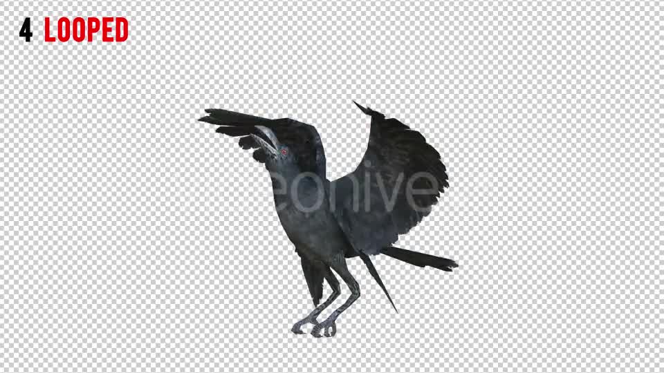 Black Raven 2 Realistic Pack 4 Videohive 20922541 Motion Graphics Image 7