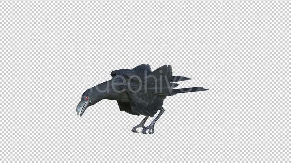 Black Raven Realistic 6 Videohive 20874931 Motion Graphics Image 1