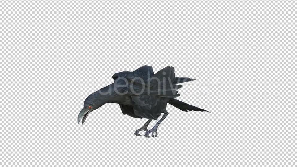 Black Raven Realistic 6 Videohive 20874931 Motion Graphics Image 2
