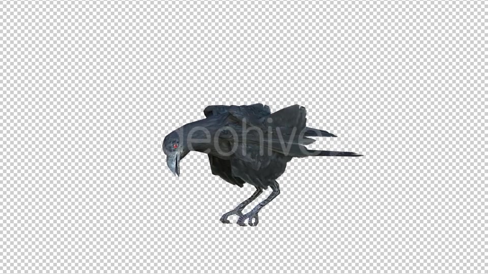 Black Raven Realistic 6 Videohive 20874931 Motion Graphics Image 3