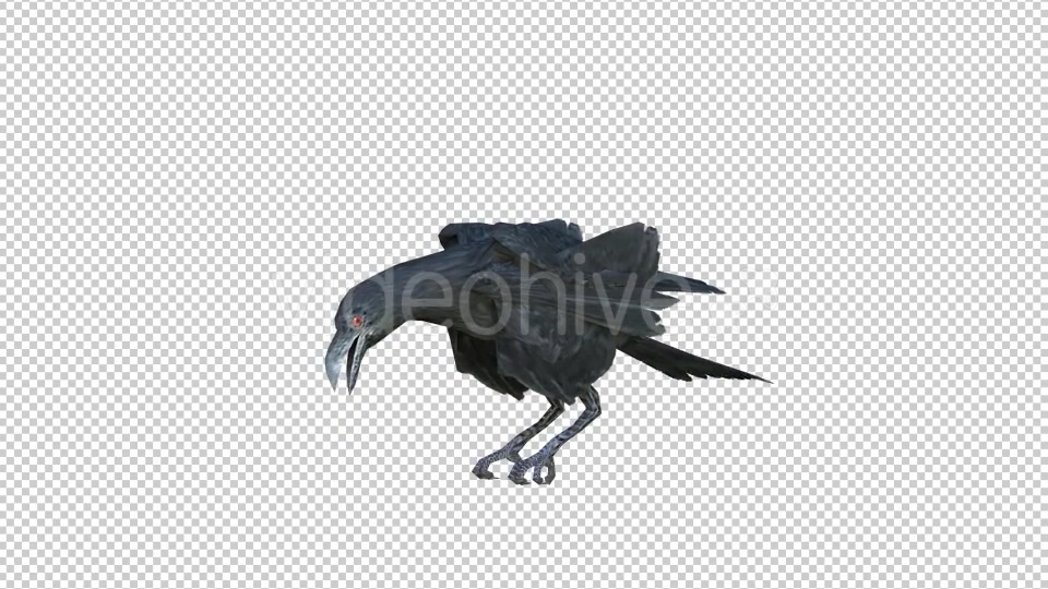 Black Raven Realistic 6 Videohive 20874931 Motion Graphics Image 4