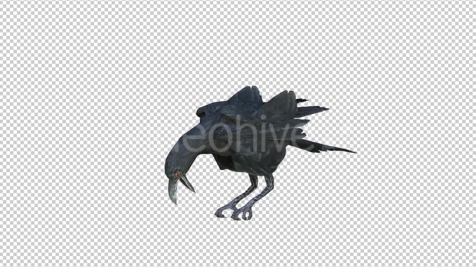 Black Raven Realistic 6 Videohive 20874931 Motion Graphics Image 5
