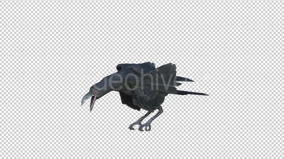 Black Raven Realistic 6 Videohive 20874931 Motion Graphics Image 6