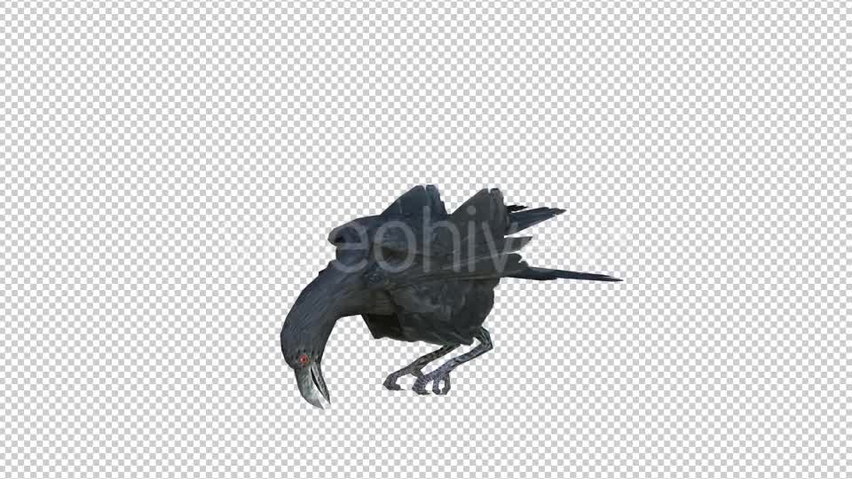 Black Raven Realistic 6 Videohive 20874931 Motion Graphics Image 7